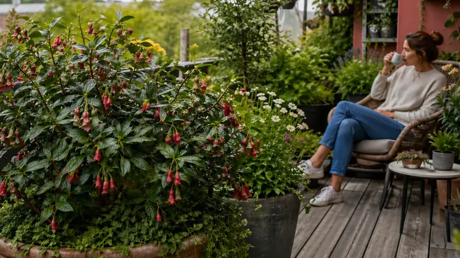 Krinodendron (Crinodendron hookerianum)
