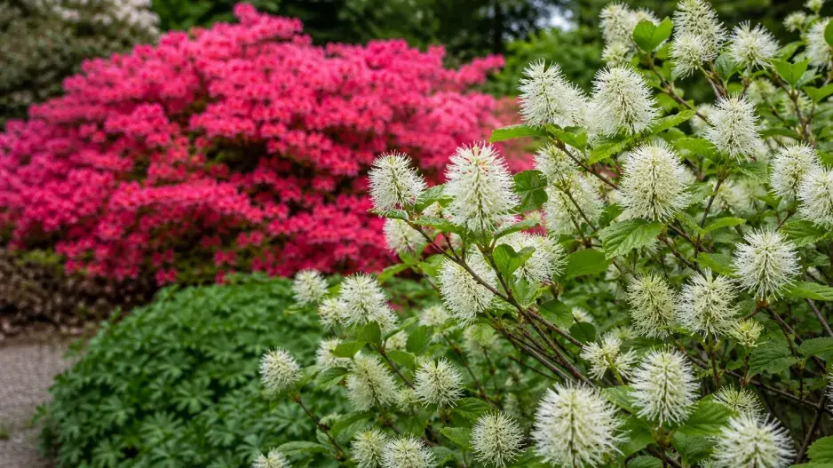 Kuska (Fothergilla)