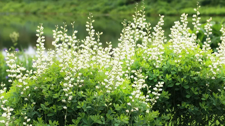 Málo známé trvalky