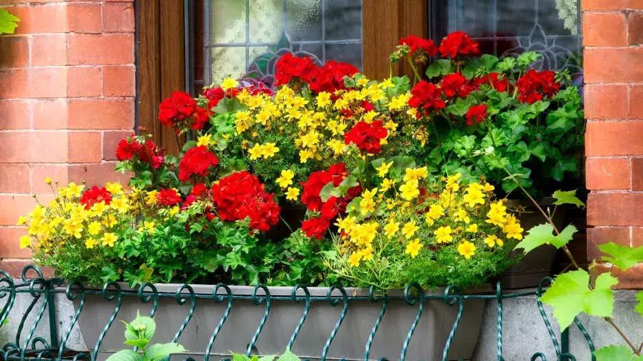 Doplňkové rostliny pro muškáty 