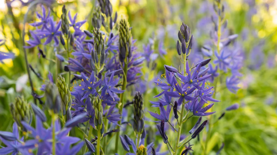 ladoník modrý (Camassia leichtlinii)