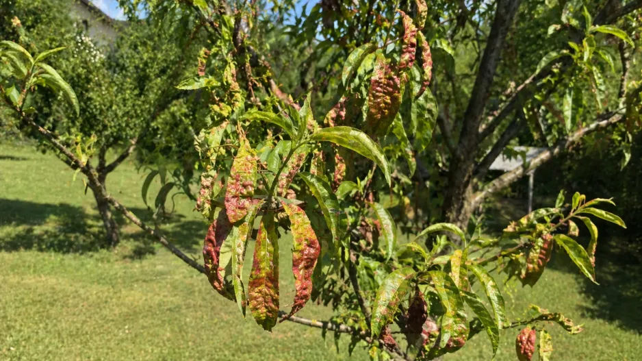 Kadeřavost broskvoní