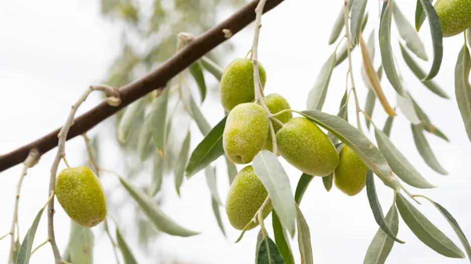 Hlošina východní (Elaeagnus angustifolia subsp. orientalis)