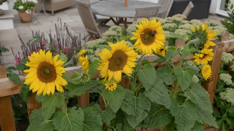 Helianthus annuus