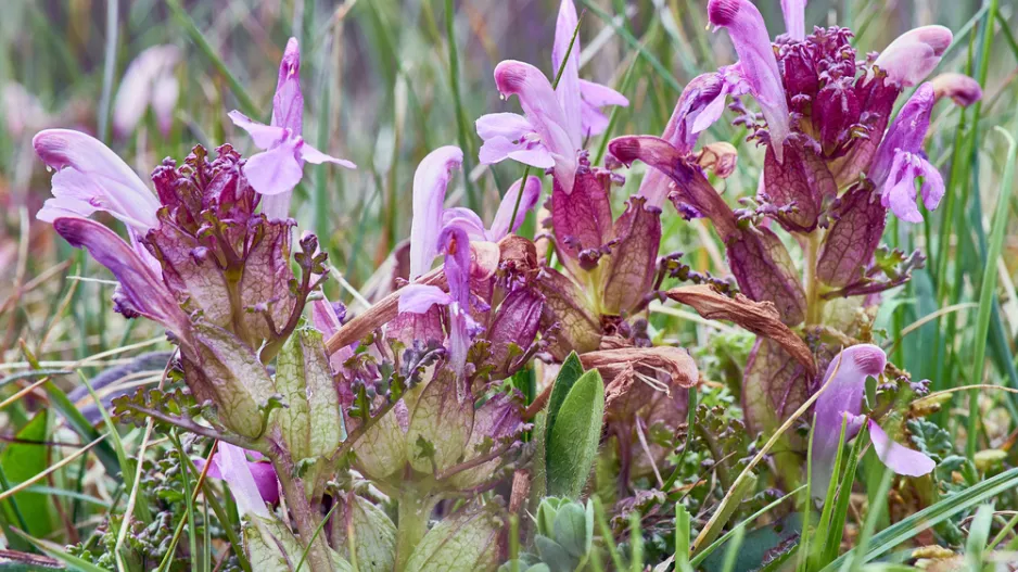 podivná jména rostlin