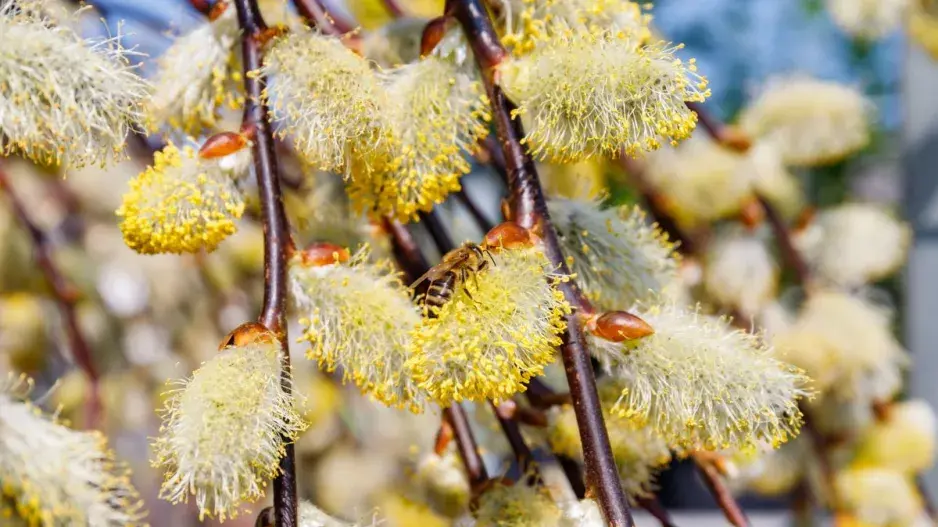 Převislá vrba jíva