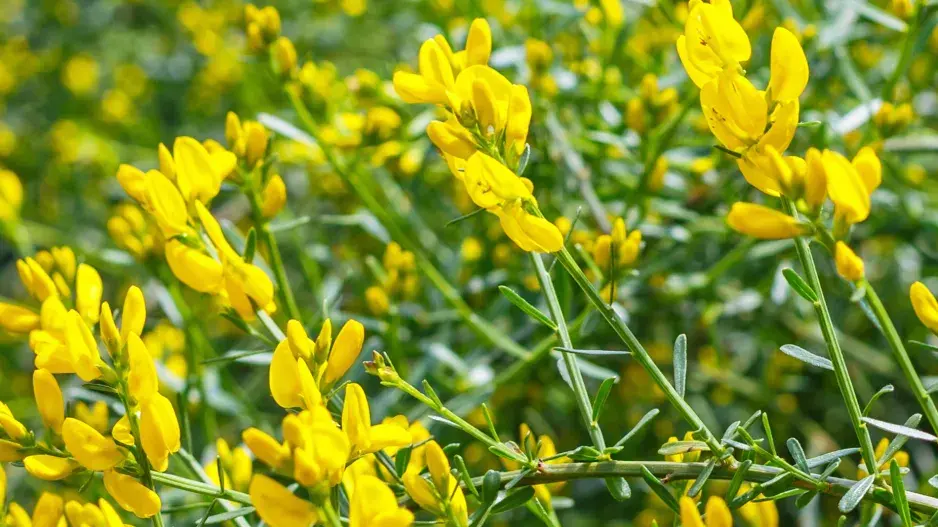 Kručinka lydijská (Genista lydia) 