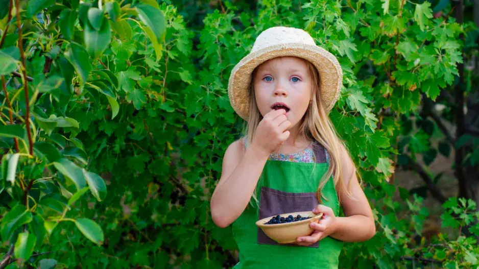 Zapomenuté jedlé keře: Dřín, muchovník, aronie a další staré odrůdy na fotografiích