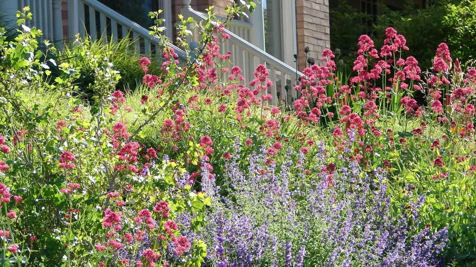 Nejdéle kvetoucí trvalky 