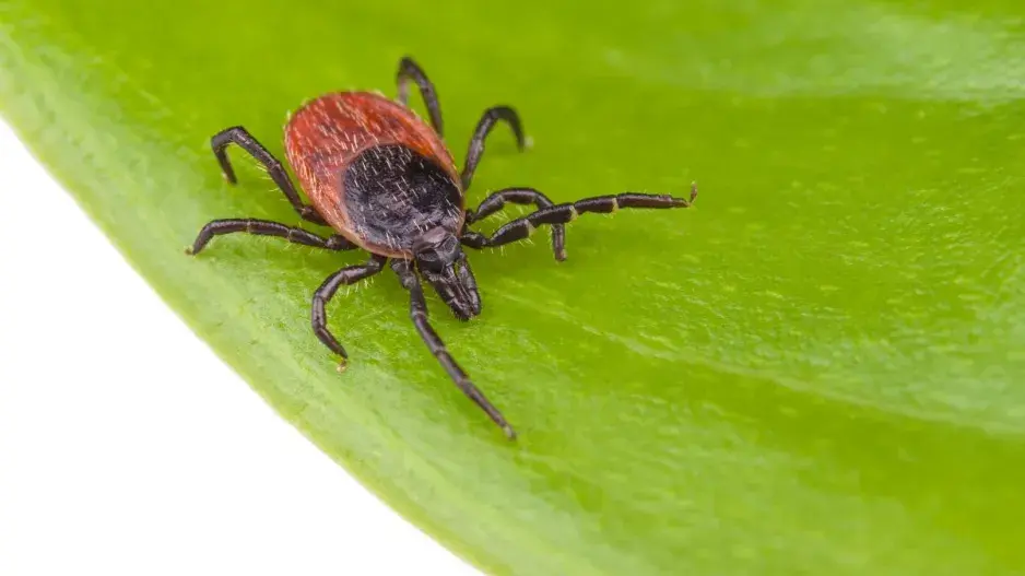 Jak na klíšťata pomocí domácího repelentu