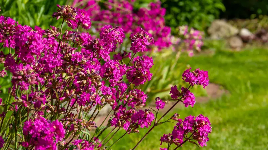 Smolnička obecná (Lychnis viscaria)