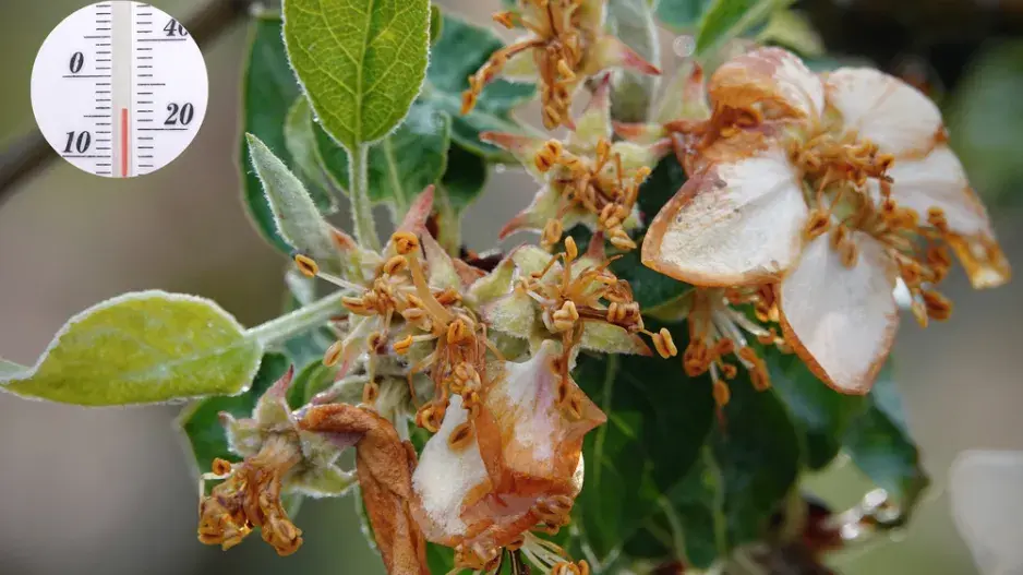 Co umí jarní mrazíky a jak před nimi ochránit ovocné stromy