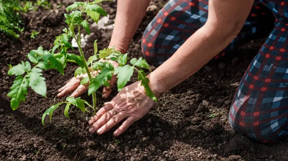Pěstování rajčat a paprik