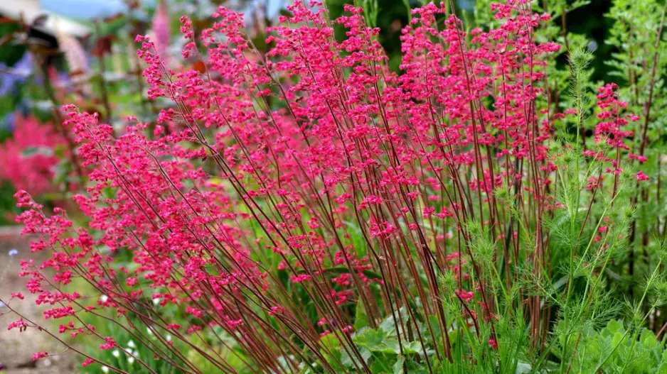 Dlužicha krvavá (Heuchera sanguinea)