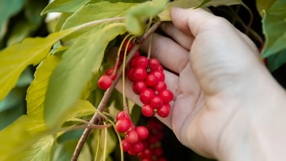 Schisandra čínská