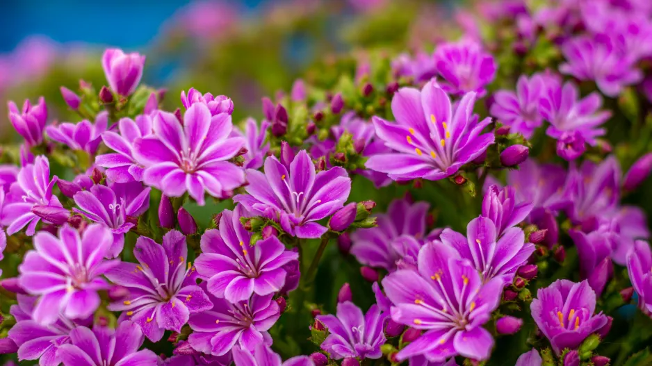 levisie květnatá (Lewisia cotyledon)
