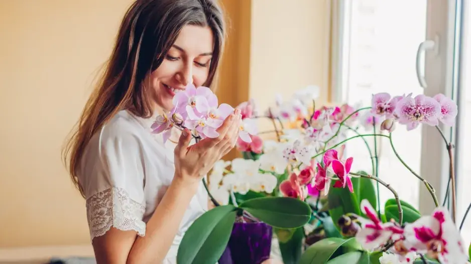 Hnojivo na orchideje