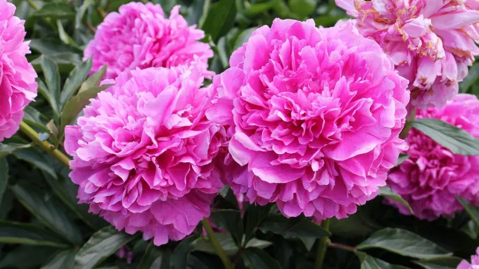 Pěstování pivoněk