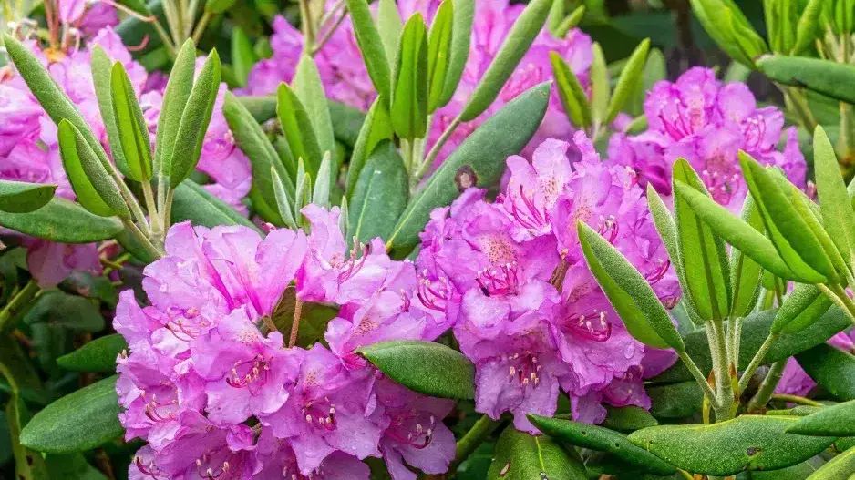 Péče o rododendrony