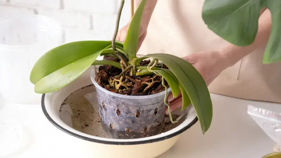 Vypěstování orchideje