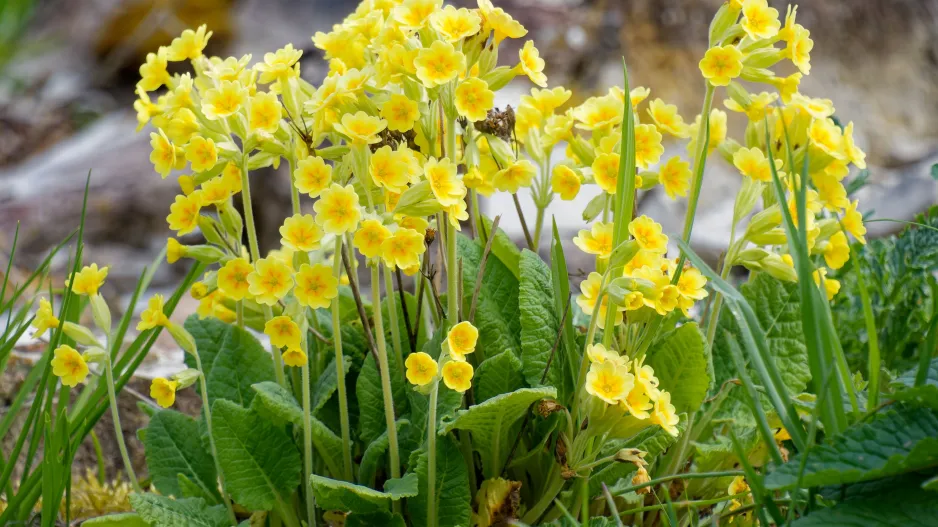 Prvosenka vyšší (Primula elatior)