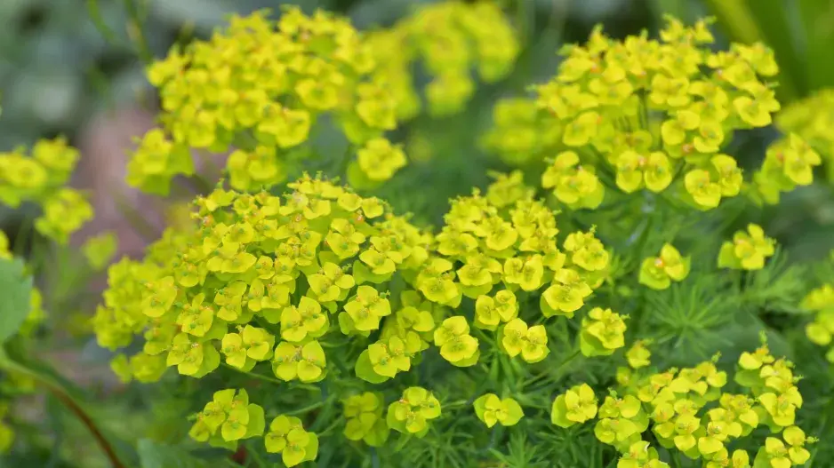 Pryšec chvojka (Euphorbia cyparissias) 