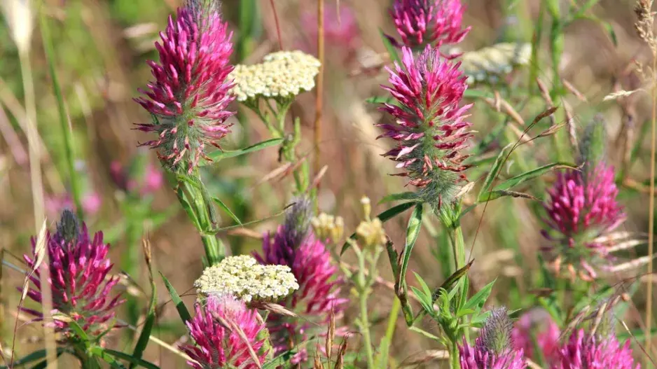 Jetel červenavý (Trifolium rubens)