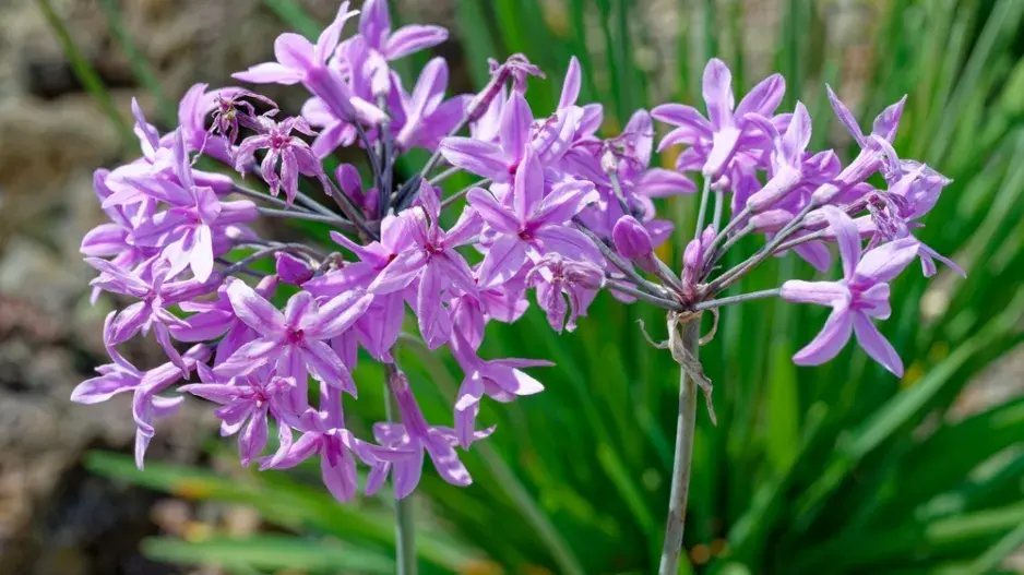 Nenáročné bylinky