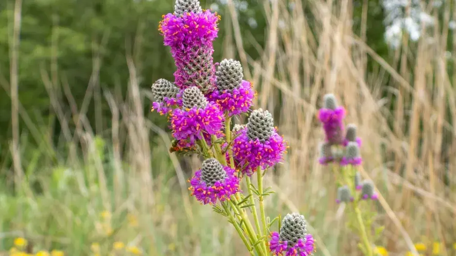 dalea (Dalea)