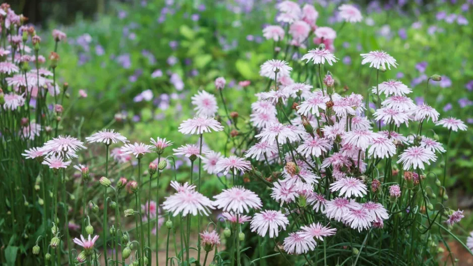 Škarda červená (Crepis rubra)
