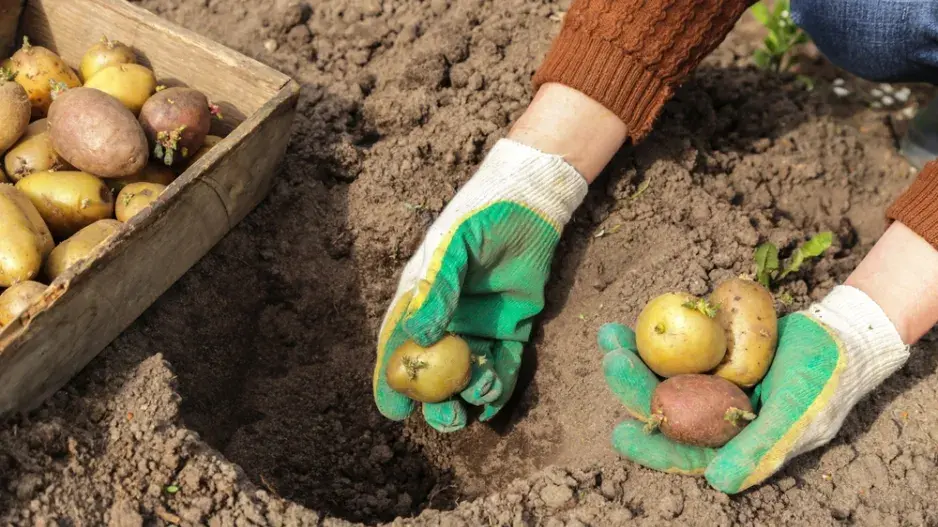 Co vysadit k bramborám