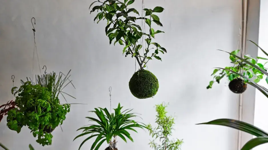 Nápady na kokedamy: Mechové koule, které nahradí květináče
