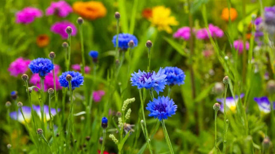 Přímý výsev letniček