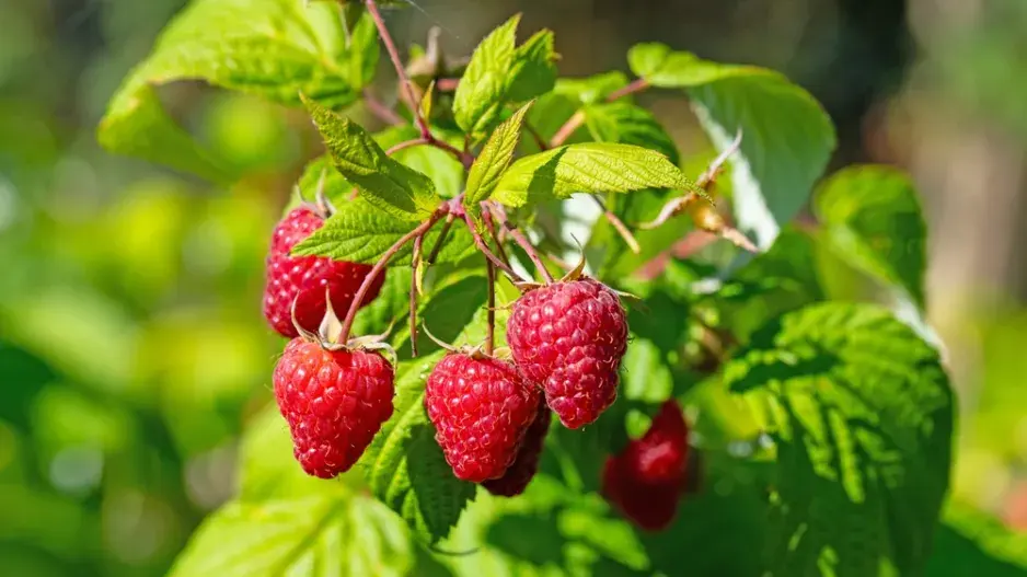 Péče o maliníky krok za krokem: Dubnový řez, hnojení a triky pro rekordní úrodu