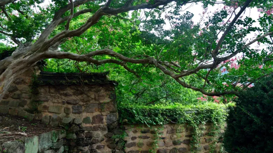 Jak zachránit strom