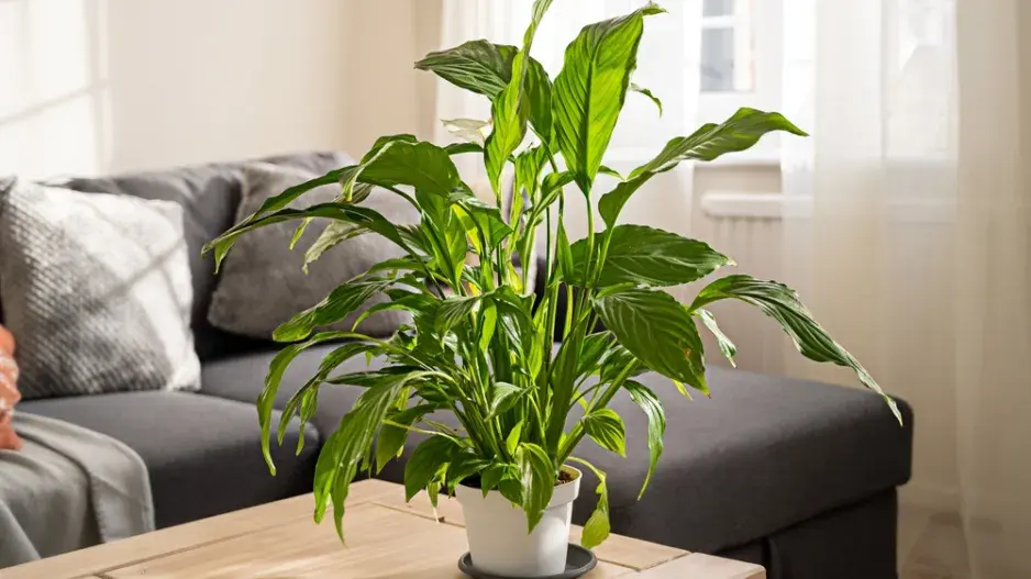 Zasychání listů pokojovek a správná péče o rostliny 