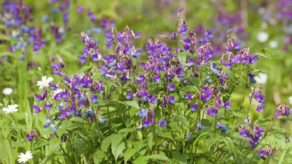 Hrachor jarní (Lathyrus vernus) 