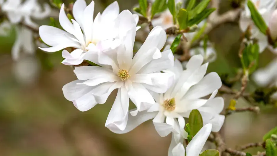 Magnólie hvězdovitá (Magnolia stellata)