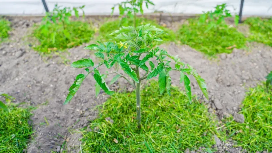 Pravidla mulčování posečenou trávou: Kde pomůže a kdy může škodit