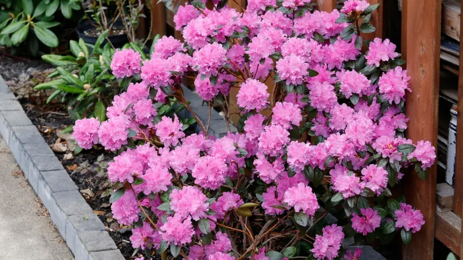  Odrůdy rododendronů v plné kráse: Inspirace pro vaši zahradu