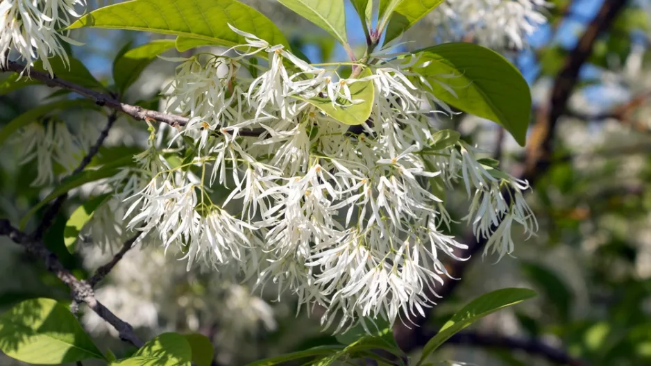 bělas viržinský (Chionanthus virginicus)