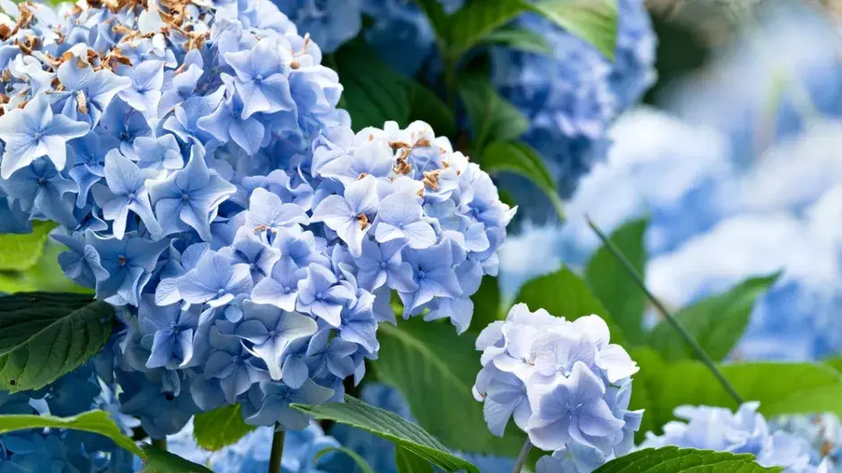 Chcete opravdu modrou hortenzii? Tohle rozhoduje o barvě květů víc než sazenice z obchodu