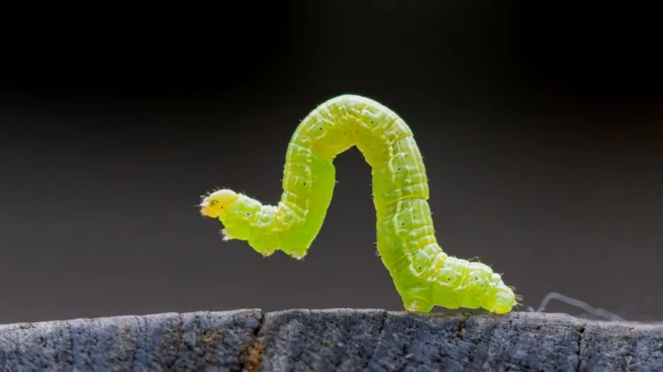 Škůdci na zahradě