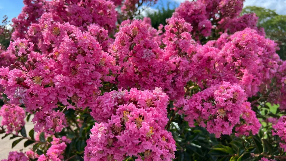 Okrasná dřevina pukol