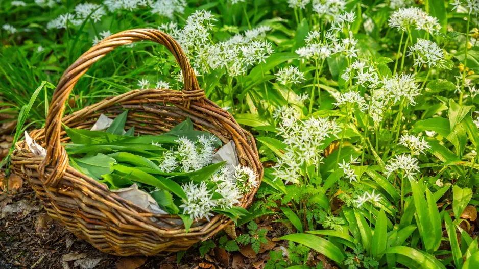 Medvědí česnek (Allium ursinum)