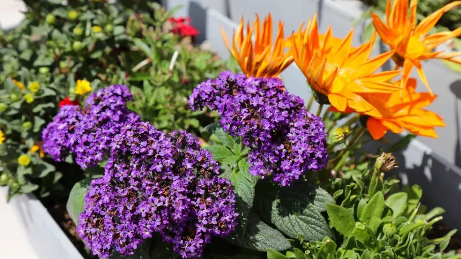  Jak pěstovat voňavý vanilkový keřík celé roky