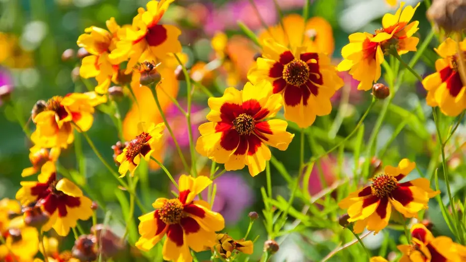 Krásnoočko dvoubarvé (Coreopsis tinctoria) 