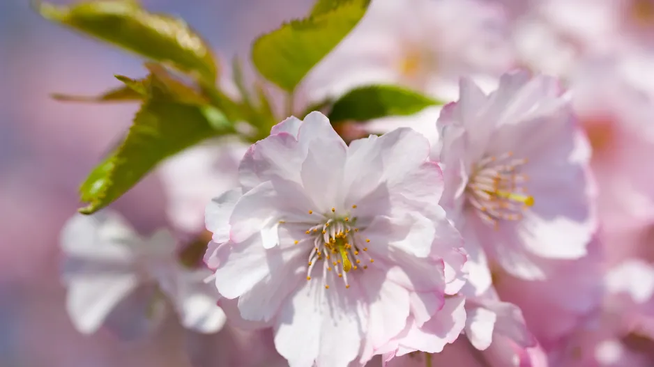 Slivoň Sargentova (Prunus sargentii)
