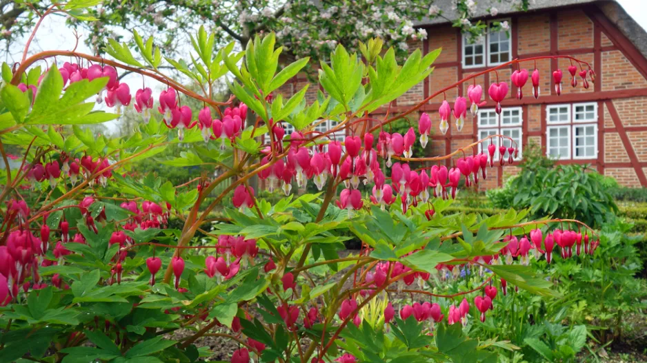 Srdcovka nádherná (Lamprocapnos spectabilis)