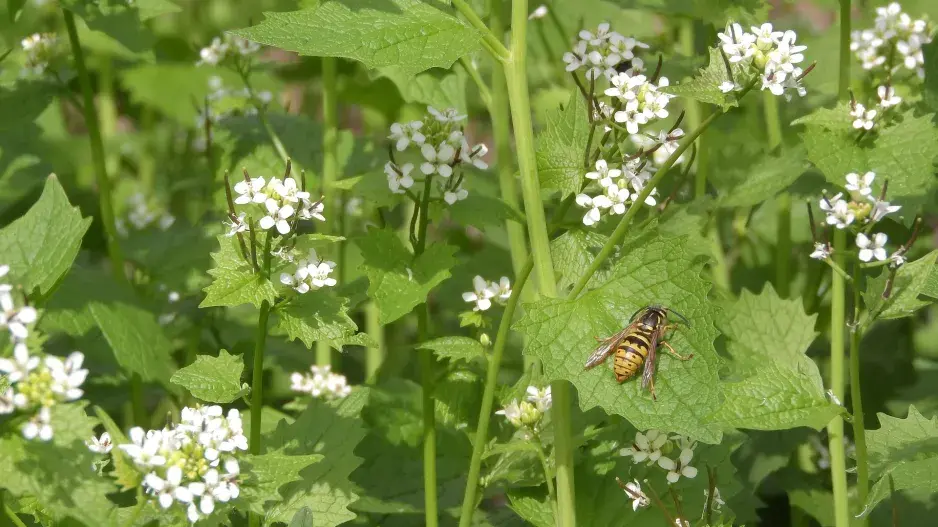 Česnáček lékařský (Alliaria petiolata)